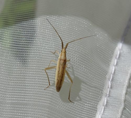 Stenodema laevigata